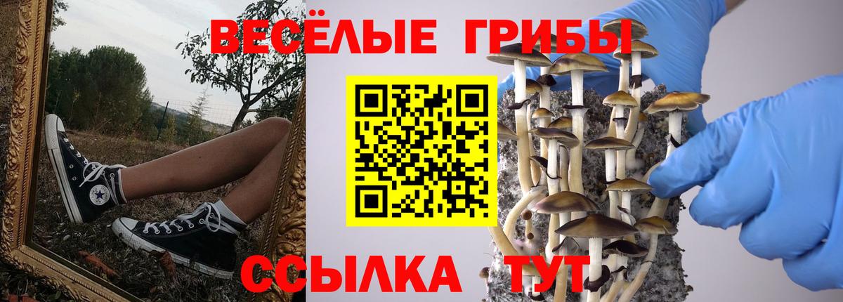как найти   Вход с VPN  Новочебоксарск  Псилоцибиновые грибы мицелий 